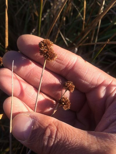 Juncus bolanderi, photographed by Marcus Tamura