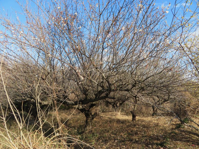 Prunus mume, photographed by Marco Mussita