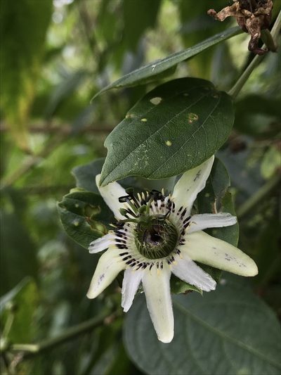 Passiflora cuspidifolia, photographed by Nicolás Baresch Uribe