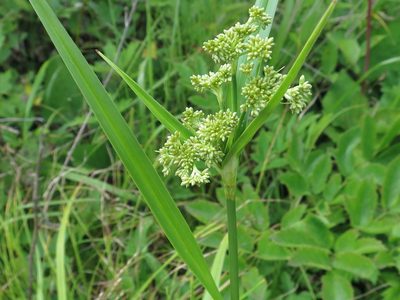 Scirpus lushanensis, photographed by Repina Tatyana
