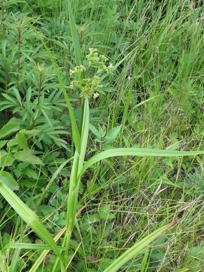 Scirpus lushanensis, photographed by Repina Tatyana