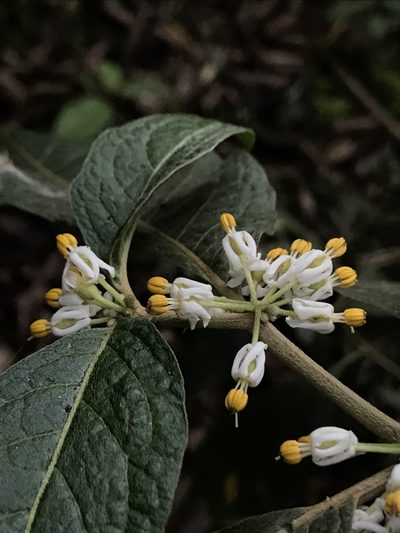 Lycianthes radiata, photographed by Nicolás Baresch Uribe