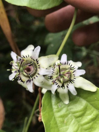 Passiflora cuspidifolia, photographed by Nicolás Baresch Uribe