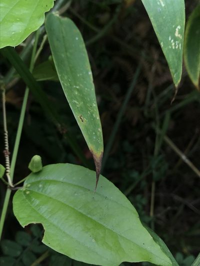 Passiflora cuspidifolia, photographed by Nicolás Baresch Uribe