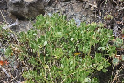 Sedum praealtum, photographed by Joe Dillon