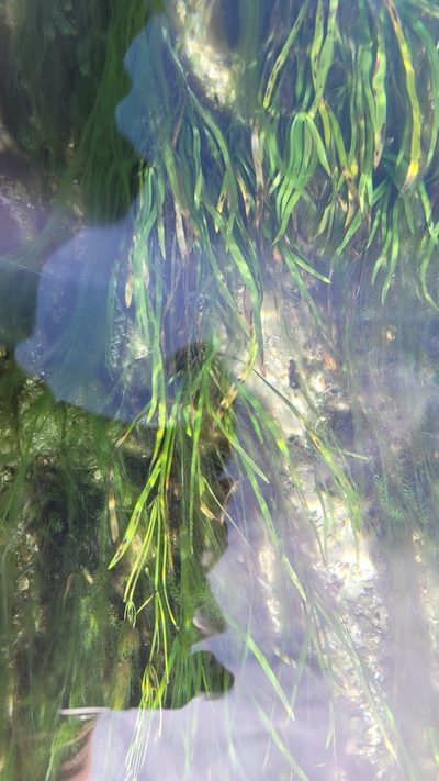 Sagittaria kurziana, photographed by Court Harding