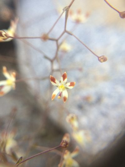 Nemacladus rubescens, photographed by Marcus Tamura