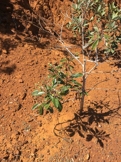 Alphitonia neocaledonica, photographed by Ryan McMinds