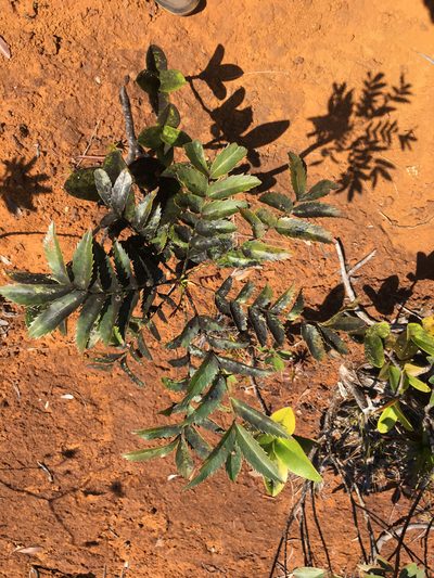 Myodocarpus fraxinifolius, photographed by Ryan McMinds