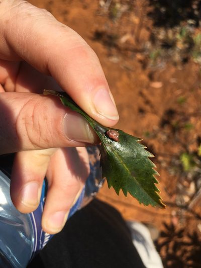 Myodocarpus fraxinifolius, photographed by Ryan McMinds