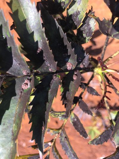 Myodocarpus fraxinifolius, photographed by Ryan McMinds