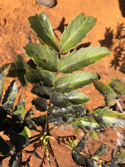 Myodocarpus fraxinifolius, photographed by Ryan McMinds