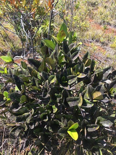 Garcinia amplexicaulis, photographed by Ryan McMinds