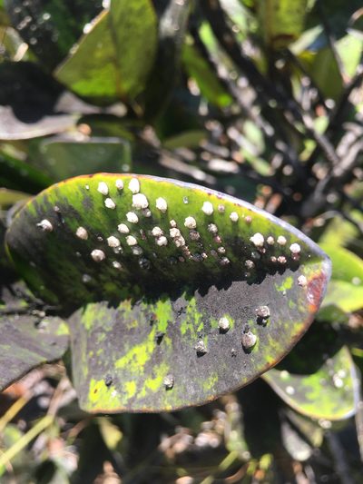 Garcinia amplexicaulis, photographed by Ryan McMinds