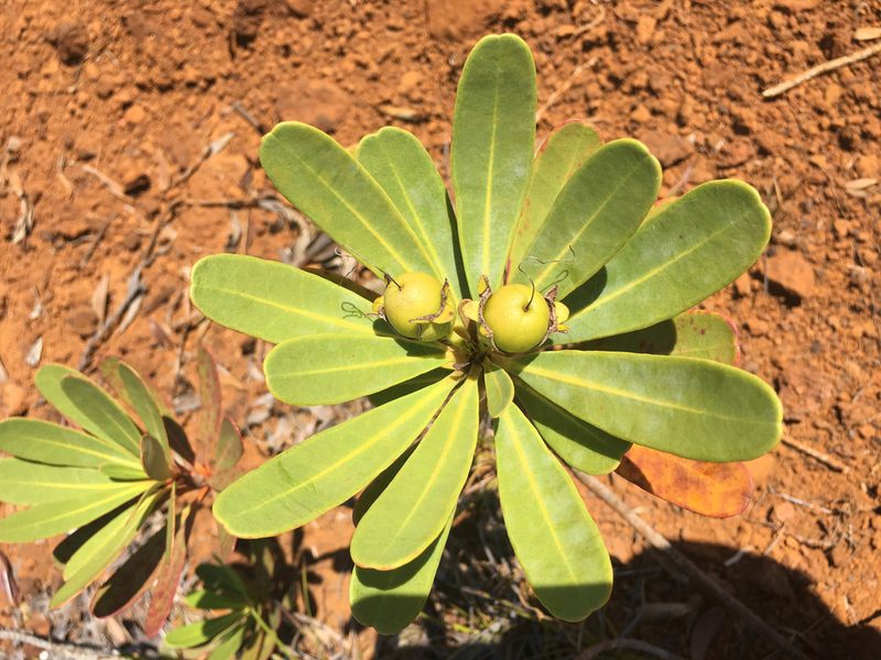 Xanthostemon aurantiacus, photographed by Ryan McMinds