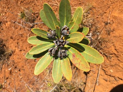 Xanthostemon aurantiacus, photographed by Ryan McMinds