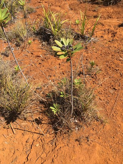 Xanthostemon aurantiacus, photographed by Ryan McMinds
