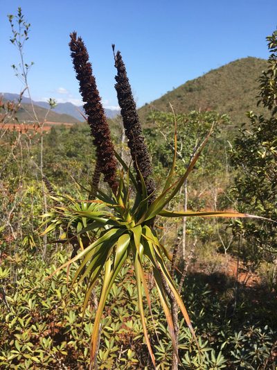 Dracophyllum verticillatum, photographed by Ryan McMinds