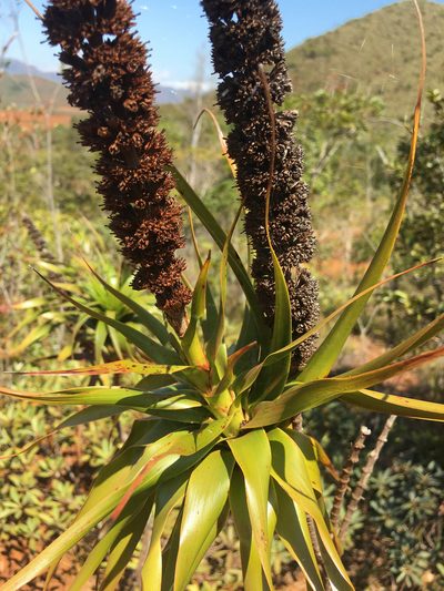 Dracophyllum verticillatum, photographed by Ryan McMinds
