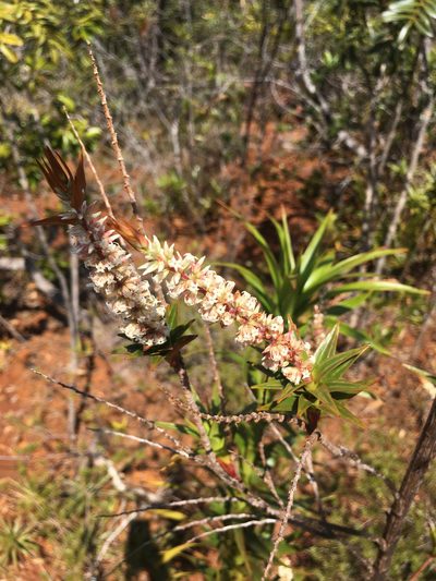 Dracophyllum verticillatum, photographed by Ryan McMinds