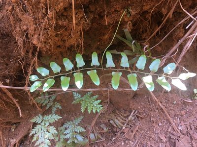 Lygodium reticulatum, photographed by Ryan McMinds