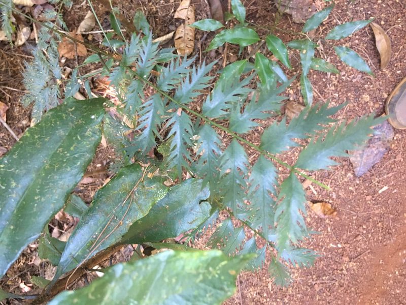 Myodocarpus fraxinifolius, photographed by Ryan McMinds