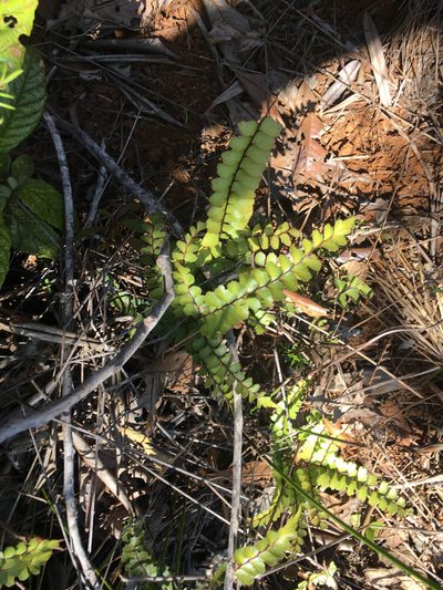Lindsaea nervosa, photographed by Ryan McMinds