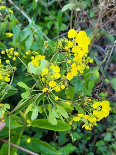 Stigmaphyllon floribundum, photographed by Wes Gapp