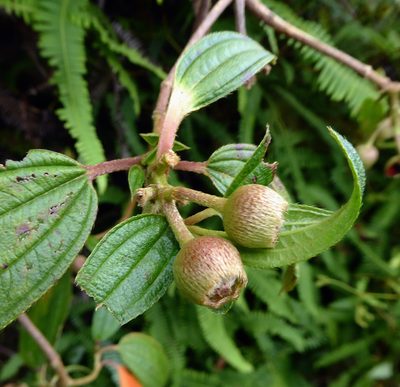 Melastoma denticulatum, photographed by Peter de Lange