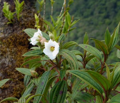 Melastoma denticulatum, photographed by Peter de Lange