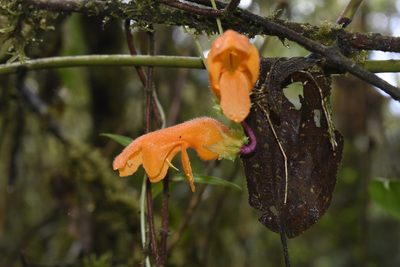 Columnea strigosa, photographed by DANIEL ALEJANDRO CHICA BOTERO