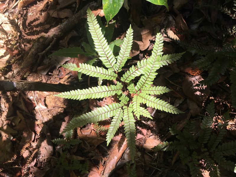 Adiantum novae-caledoniae, photographed by Ryan McMinds