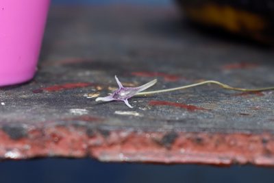 Pleurothallis eduardoi, photographed by DANIEL ALEJANDRO CHICA BOTERO