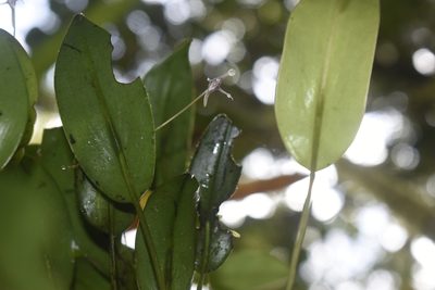Pleurothallis eduardoi, photographed by DANIEL ALEJANDRO CHICA BOTERO