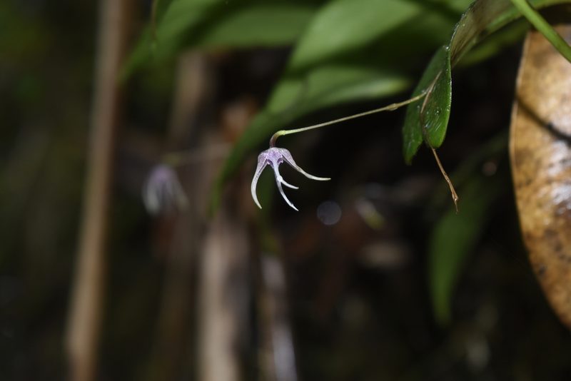 Pleurothallis eduardoi, photographed by DANIEL ALEJANDRO CHICA BOTERO