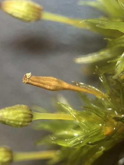 Orthotrichum consimile, photographed by Jared Shorma