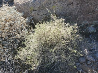 Galium stellatum, photographed by Bob Miller