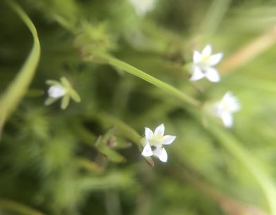 Downingia pusilla, photographed by Marcus Tamura