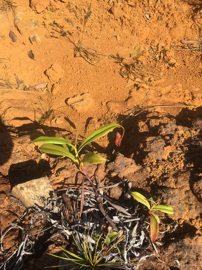 Nepenthes vieillardii, photographed by Ryan McMinds