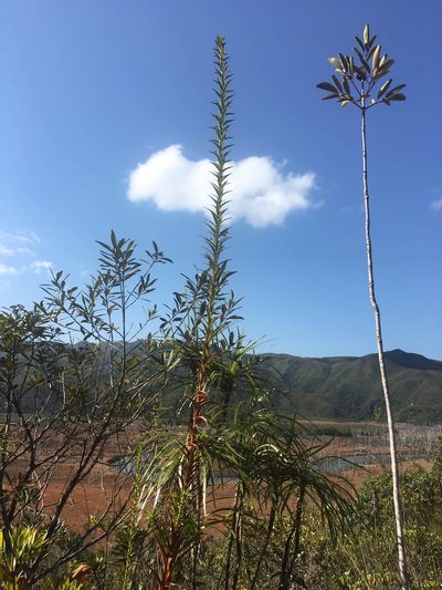 Dracophyllum ramosum, photographed by Ryan McMinds