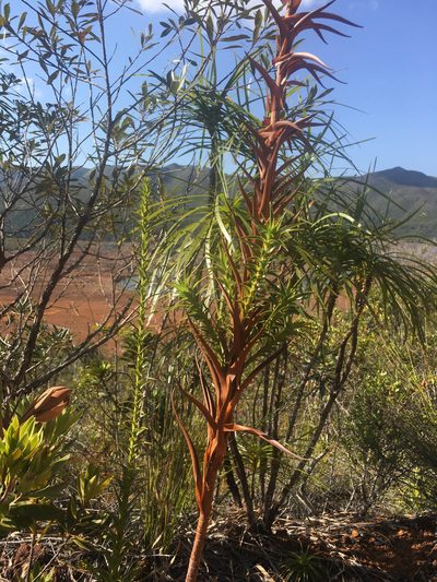 Dracophyllum ramosum, photographed by Ryan McMinds
