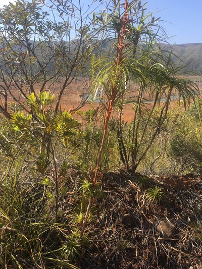 Dracophyllum ramosum, photographed by Ryan McMinds