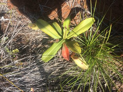 Nepenthes vieillardii, photographed by Ryan McMinds