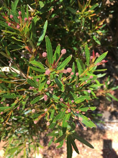 Pancheria elegans, photographed by Ryan McMinds