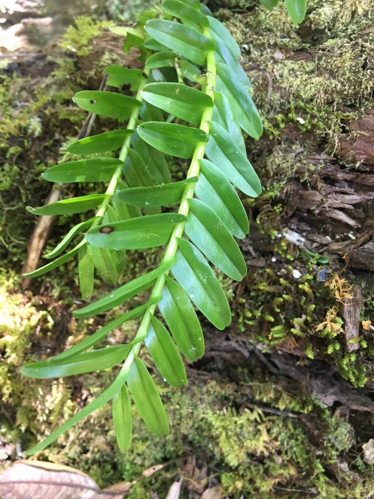 Appendicula reflexa, photographed by Ryan McMinds