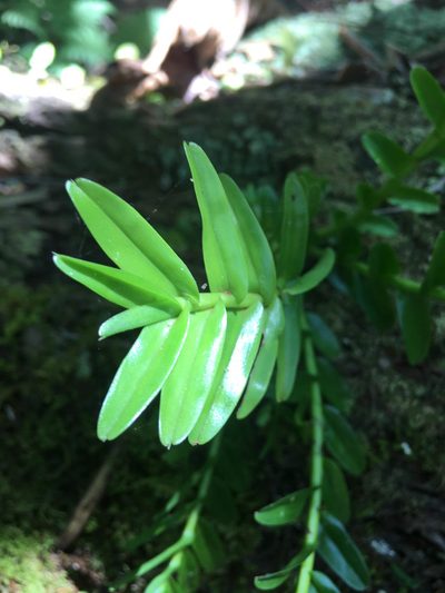 Appendicula reflexa, photographed by Ryan McMinds