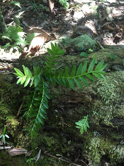 Appendicula reflexa, photographed by Ryan McMinds