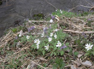 Corydalis subjenisseensis, photographed by Oleg Kosterin