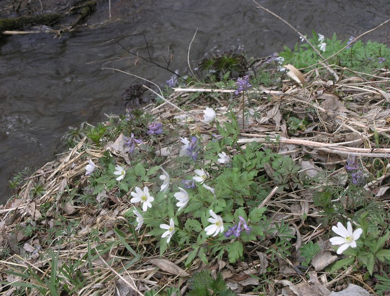 Corydalis subjenisseensis, photographed by Oleg Kosterin