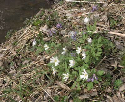 Corydalis subjenisseensis, photographed by Oleg Kosterin